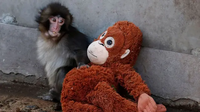 Bir maymun yanındaki kahverengi oyuncak dolgu maymuna bakıyor