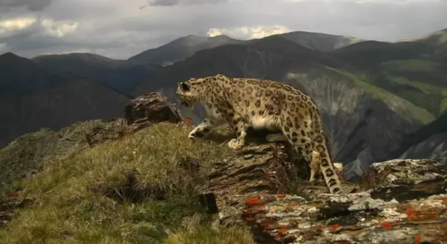 Илбирс саналуу гана өлкөнү байырлайт. Анын бири Кыргызстан