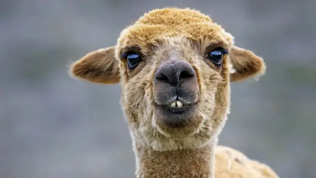 lama