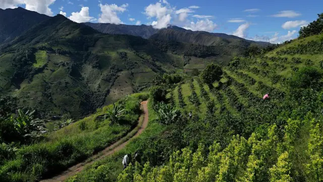 Fotografía aérea de cultivos de coca y café en Argelia, departamento del Cauca en Colombia, el 6 de mayo de 2025.
