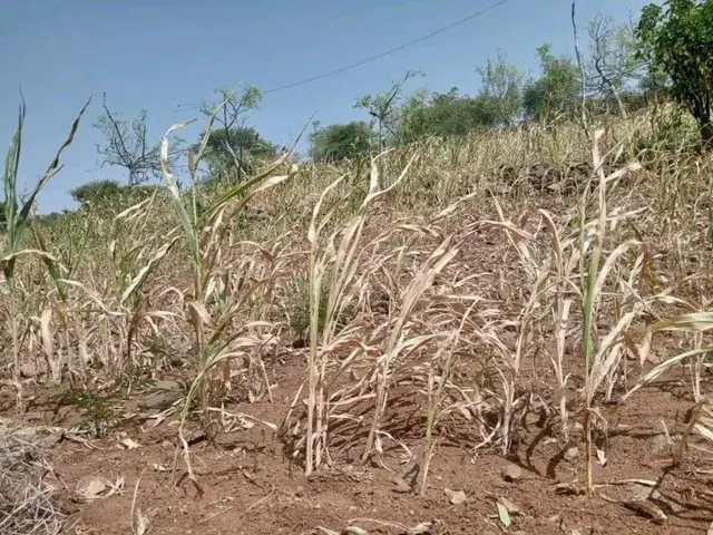 midhaan hongeen manca'e