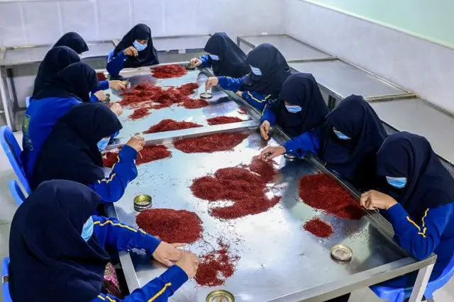 زنان در حال پاکاری زعفران 