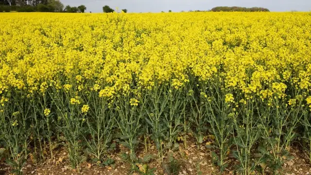 เมล็ดของต้นผักกาดก้านขาว (rapeseed) ถูกนำไปสกัดเป็นน้ำมันคาโนลาที่พ่อครัวแม่ครัวนิยมใช้กันทั่วโลก
