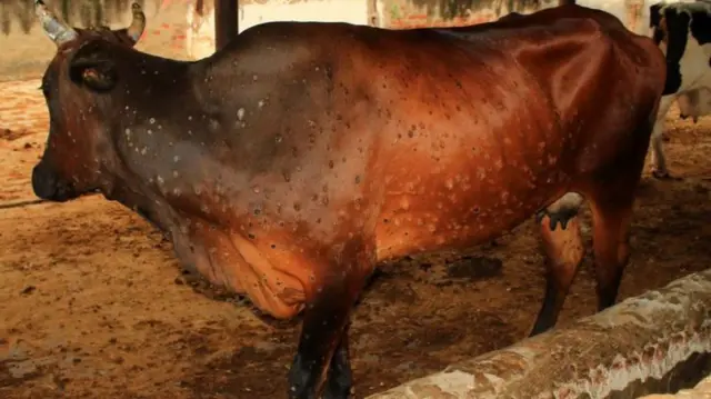 लम्पी स्किन रोग