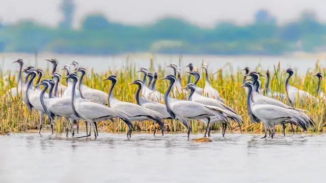 ગુજરાત, પક્ષીઓની ગણતરી, નળસરોવર, પક્ષી સંવર્ધન, જામનગર, થોળ, ગુજરાત વનવિભાગ, બીબીસી ગુજરાતી