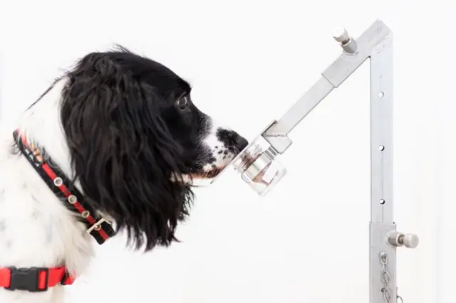 "Freya" detecta correctamente una muestra de malaria en una hilera de recipientes para muestras en la sede de la organización benéfica "Medical Detection Dogs"