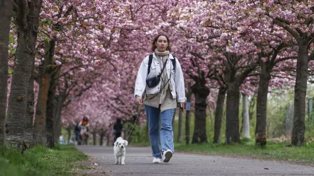 Four legs bad, two legs good? 