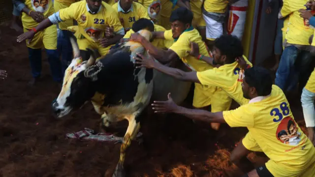 அவனியாபுரம் ஜல்லிக்கட்டு