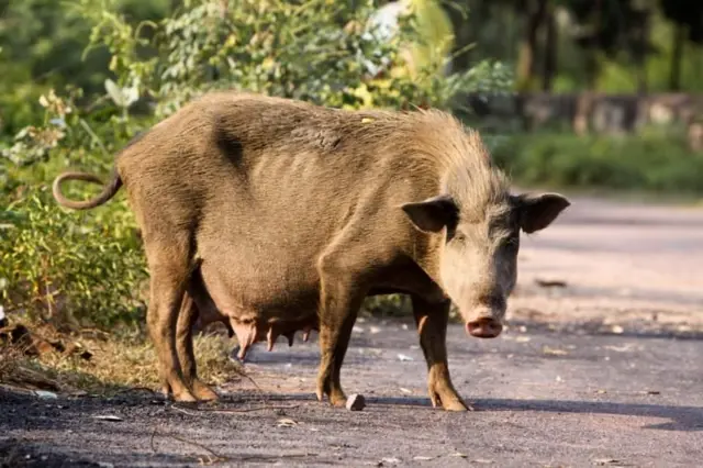 બીબીસી ગુજરાતી, ગુજરાતમાં વરુ, વરુ, ગુજરાતના જંગલમાં વરુ