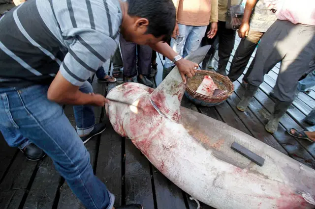 சுறா துடுப்பு கடத்தலில் தமிழ்நாடு முதலிடம்: 'ஒரே மாதத்தில் 2 சம்பவங்கள்' - அதிர்ச்சிப் பின்னணி