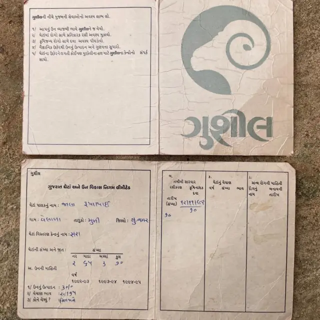 ઊન, ઘેટાં, ગુજરાત, માલધારીઓ, બીબીસી ગુજરાતી 