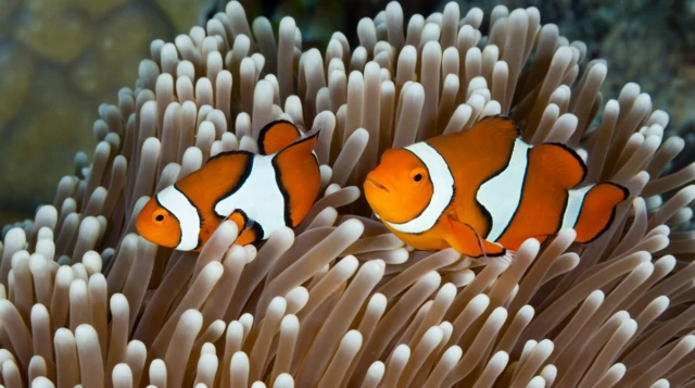 Avustralya'daki Büyük Set Resifi'nde yüzen bir palyaço balığı