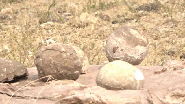 டைனோசர் முட்டைகள் என்று நம்பப்படும் வயல்களில் காணப்படும் புதைபடிவங்கள்