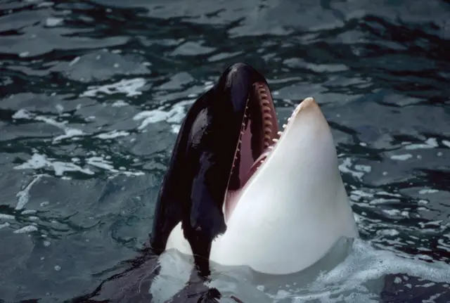Orca