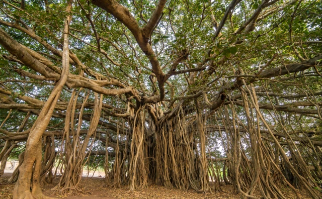 કબીરવડ, કબીર, વડલો, ભરૂચ, નર્મદા, ગુજરાત, ટૂરિઝમ, પર્યટન, પ્રવાસ