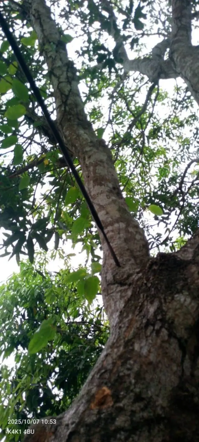 Foto anak panah yang tertancap di batang pohon dekat rumah Vincen Kwipalo setelah serangan pada Senin malam (6/10).