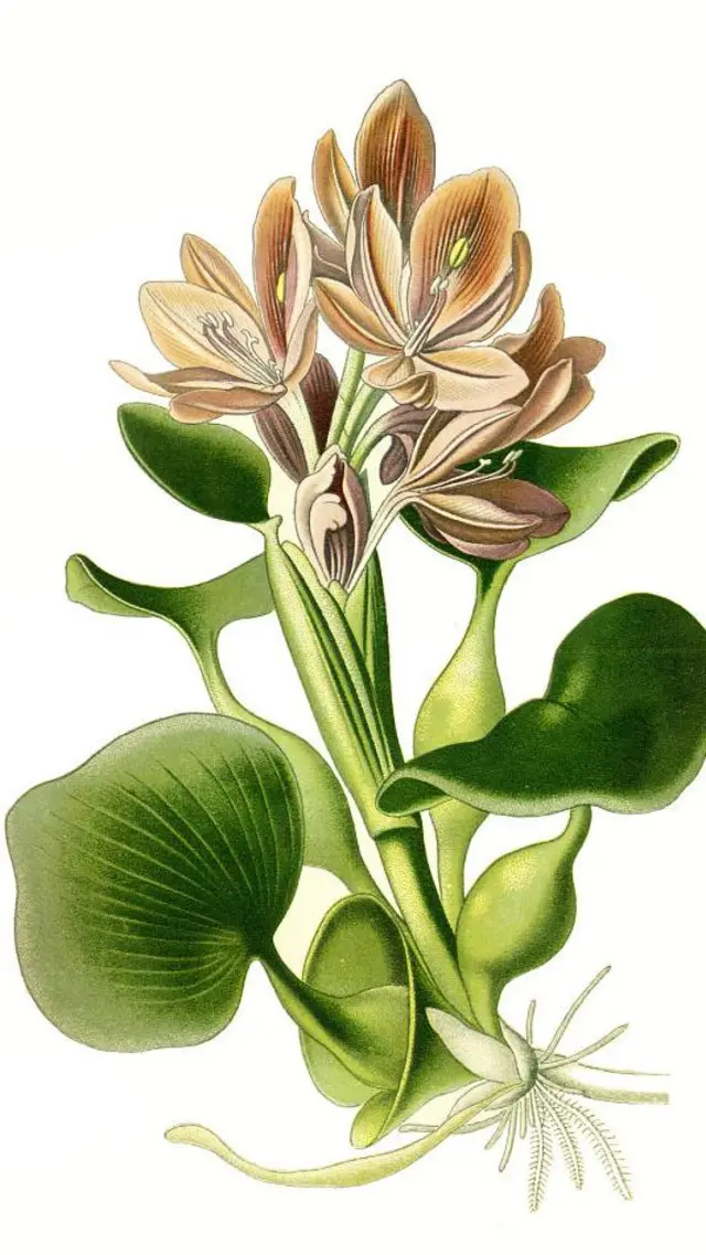 Planta jacinto de agua dulve