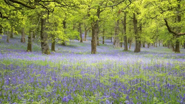 ব্লুবেলের মৌসুম: পার্থের কিনক্লাভেন এলাকায় ব্লুবেল ফুলের এই ছবিটি তুলেছেন কেভিন কার
