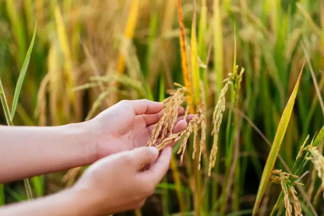 گندم کے آٹے کے برعکس براؤن چاول کا مشورہ