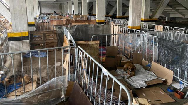 Baias onde estão os cães resgatados em estádio