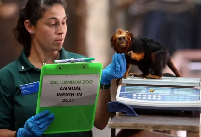 Tamarin lion doré pesé par un employé du zoo de Londres en 2022