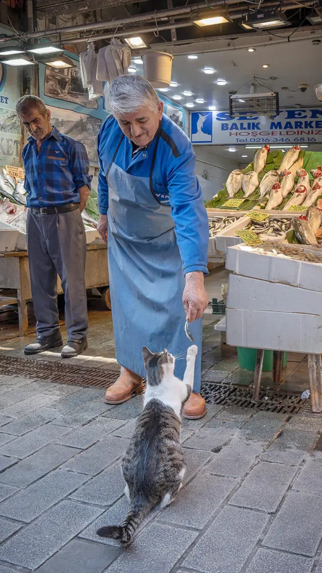 పిల్లులు ఇస్తాన్‌బుల్ తుర్కియే