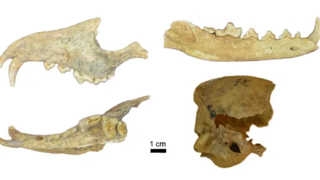 Ossos de espécie de raposa pesquisada em estudo