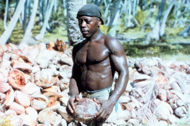 Um ilhéuonabet m creamChagos fotografado colhendo cocos na décadaonabet m cream1960