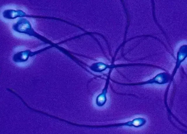 Mbegu za kiume huendelea kutengenezwa bila kukoma kuanzia kipindi cha balehe. 