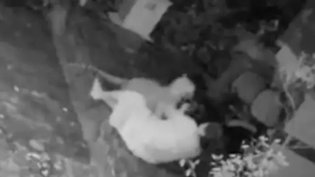 मानवी वस्तीत बिबट्या घुसल्याचे व्हिडिओ बातम्यांमध्ये येतात.