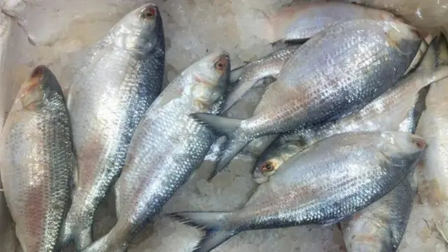 গুজরাত বা ভারুচ ইলিশ