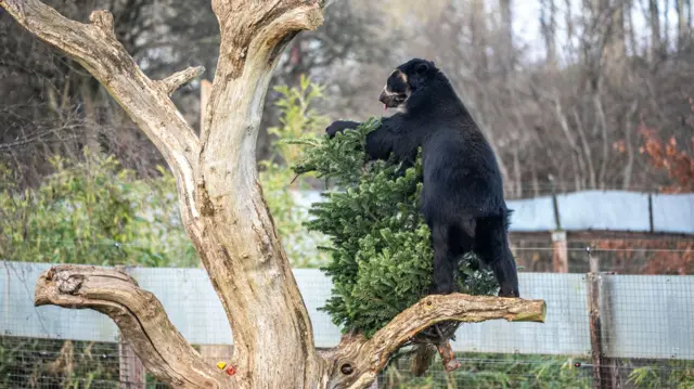 Un gran oso negro andino juega y mordisquea un árbol de Navidad reciclado, que se ha colocado sobre las ramas de un árbol despojado. El oso tiene la lengua fuera y está de pie sobre una rama. La cerca de su recinto se ve al fondo, junto con muchos árboles desnudos.