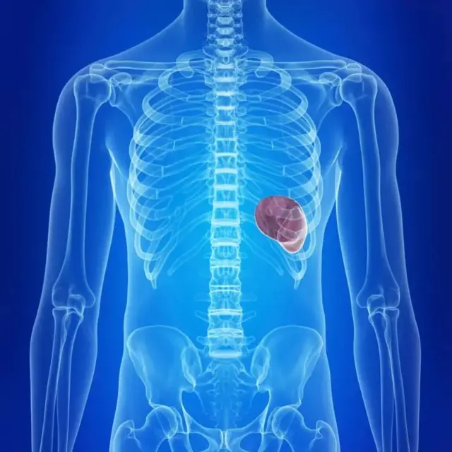 प्लीहा ही ग्रंथी रक्ताभिसरण संस्था आणि प्रतिक्षम संस्था यांच्या कार्यांत मदत करते. 