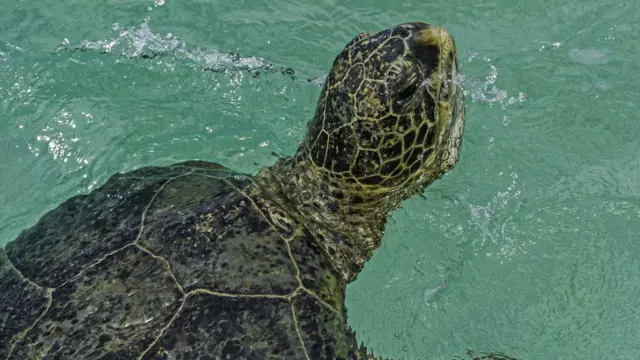 En ausencia de pesca, muchos animales marinos se benefician con más alimentos, hábitats más saludables y un menor riesgo de ser atrapados.