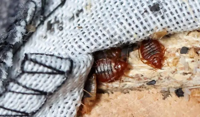 பிரான்ஸ், மூட்டைப்பூச்சி, ஒலிம்பிக் போட்டிகள்