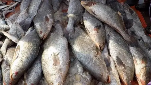 মাছ রপ্তানিতে এখনো বিশ্বের শীর্ষ দশ দেশের মধ্যে নেই বাংলাদেশ 