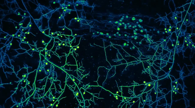 Mikoriza tak kasat mata berpotensi memperbaiki hutan yang rusak.
