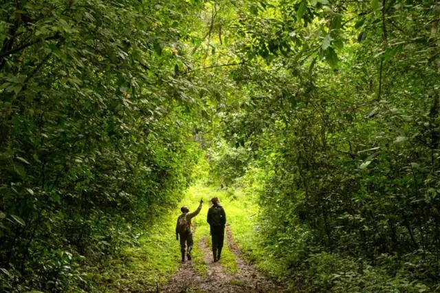 Duas pessoas andam por trilha pela floresta