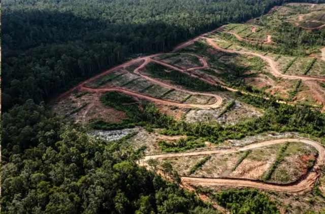 Deforestasi di Papua
