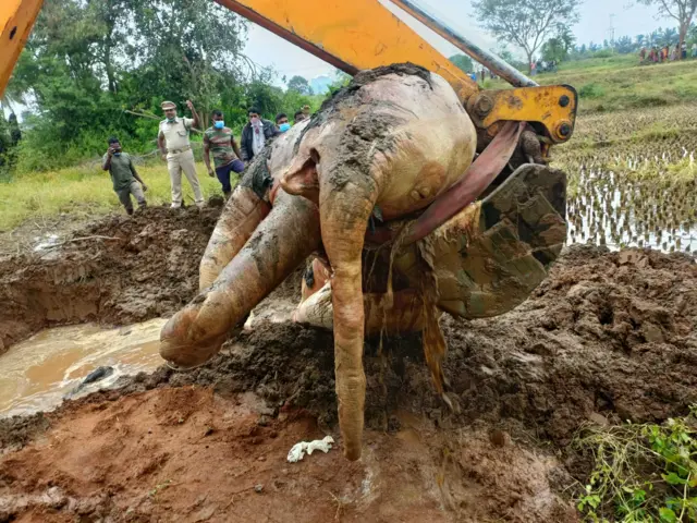 குட்டியானை