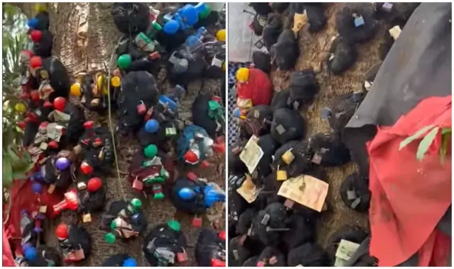 Ebe ekere ọtụtụ ọgwụ a gwọrọ agwụ n'osisi.