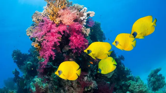 peixes no oceano