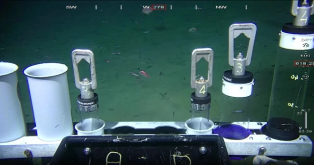 Muuqaalka kalluunka iftiimaya ee uu qalabka Robotka ka soo qaaday gunta badda cas