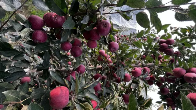 ਹਿਮਾਚਲੀ ਸੇਬ