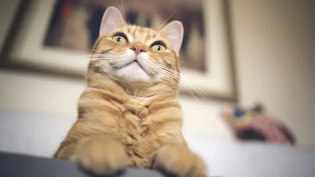 Ilustrasi kucing