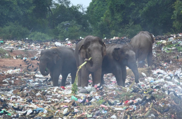 हत्तीच्या पोटात फक्त एकच कप्पा (कॅव्हिटी) असल्यामुळे प्लास्टिक कचरा बाहेर पडू शकतो, तरीही तो हत्तींच्या आरोग्यासाठी धोकादायक ठरतो.