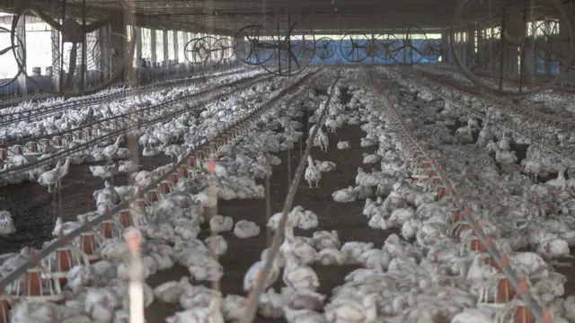 Foto de uma granja de frangos.