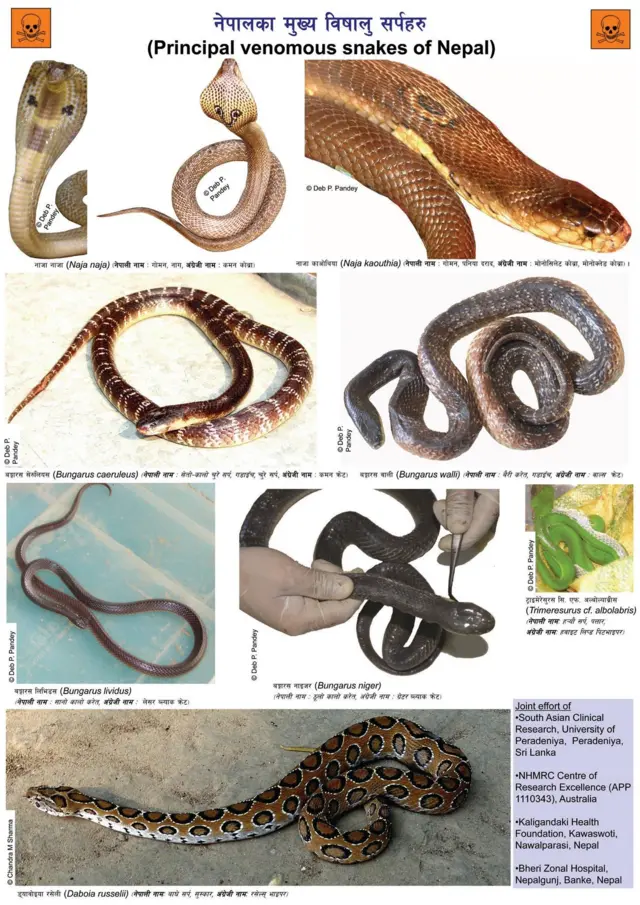 नेपालमा पाइने विषालु सर्प