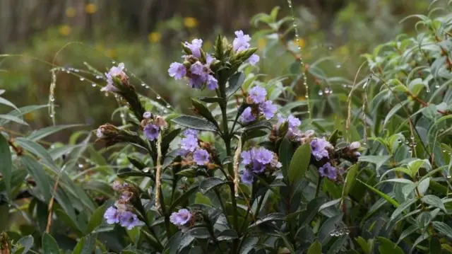 12 ஆண்டுகளுக்கு ஒரு முறை பூக்கும் நீலக்குறிஞ்சி