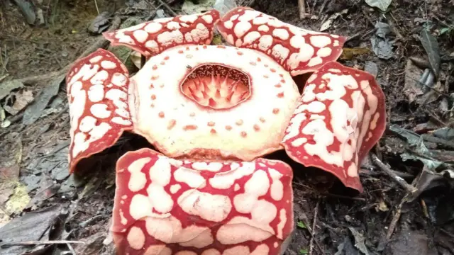Corak putih Rafflesia hasseltii terlihat berbeda dengan Rafflesia arnoldii